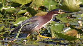 Green Heron