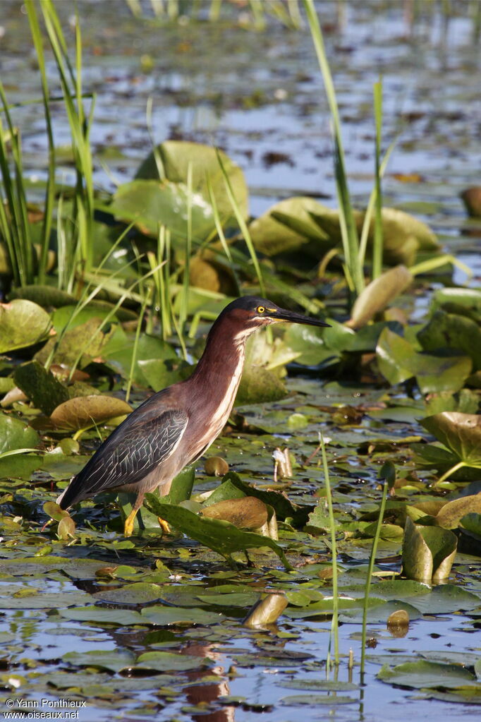 Green Heronadult