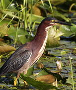 Green Heron