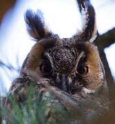 Long-eared Owl