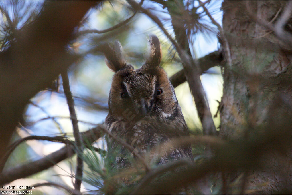 Long-eared Owladult