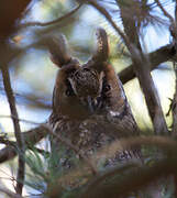 Long-eared Owl