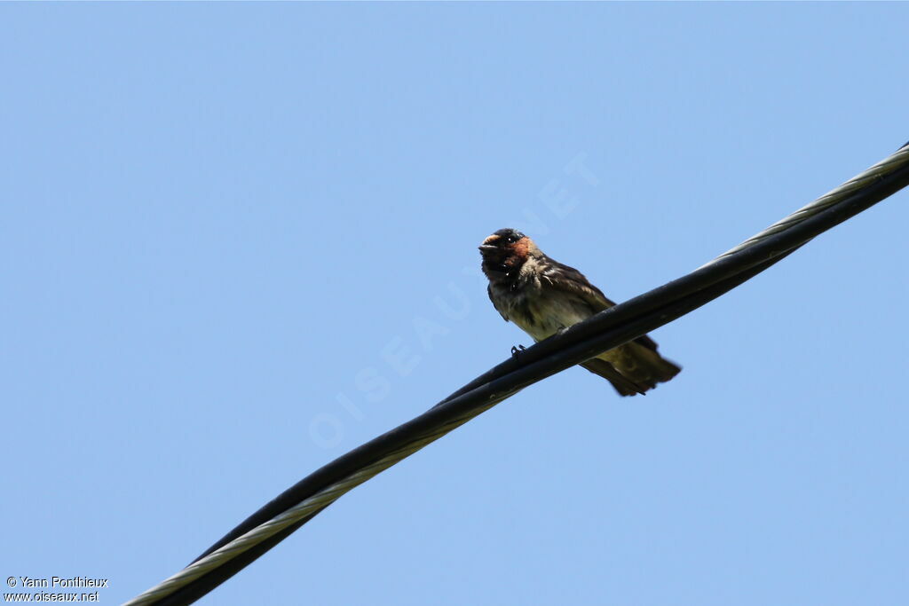 American Cliff Swallowadult breeding