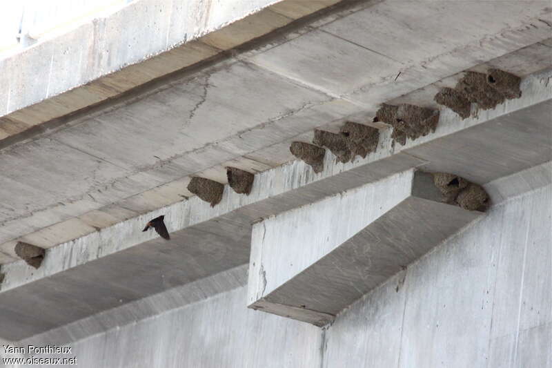 American Cliff Swallow, Reproduction-nesting, colonial reprod.