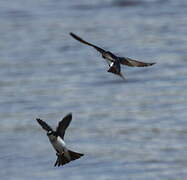 Tree Swallow