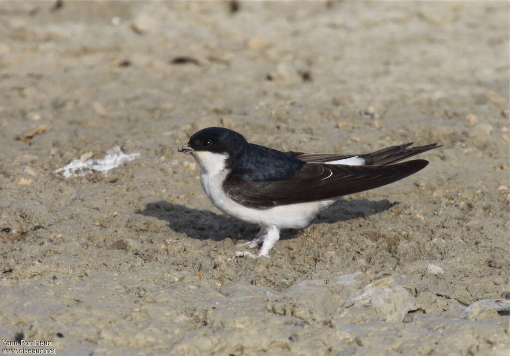 Common House Martinadult, Reproduction-nesting