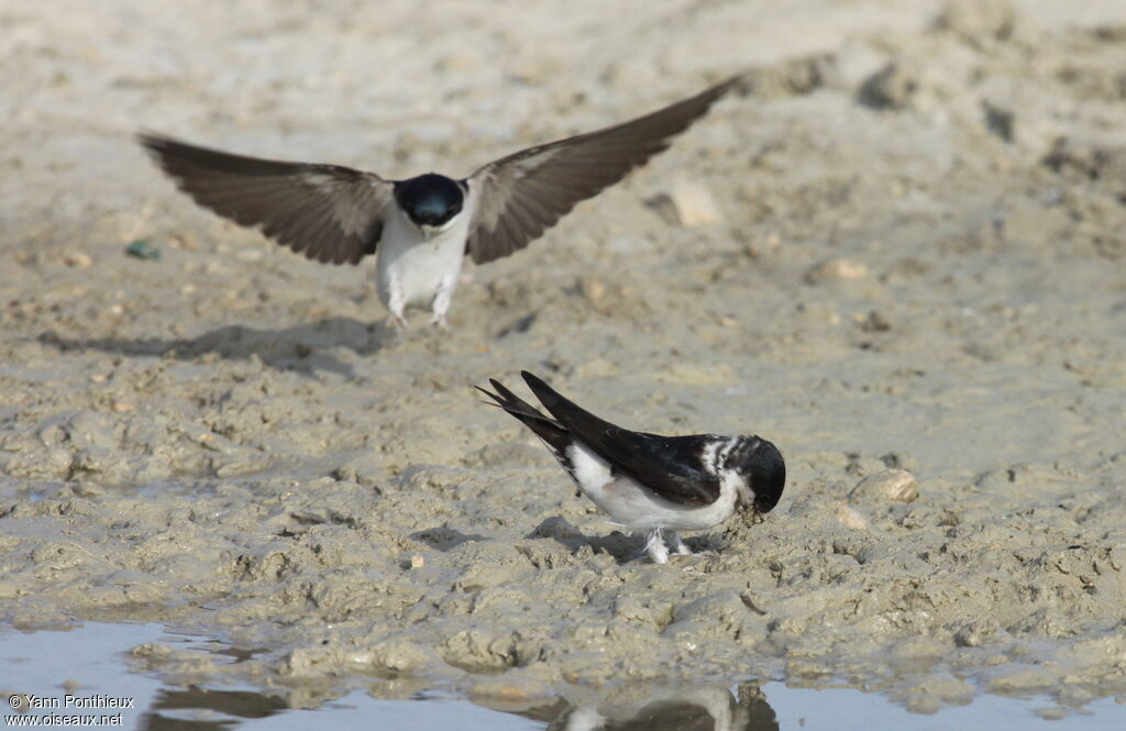 Common House Martinadult breeding, Behaviour