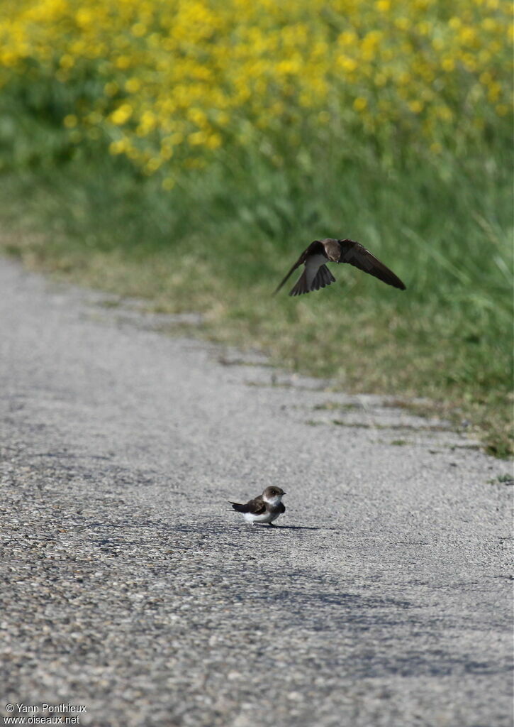 Sand Martin