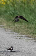 Sand Martin