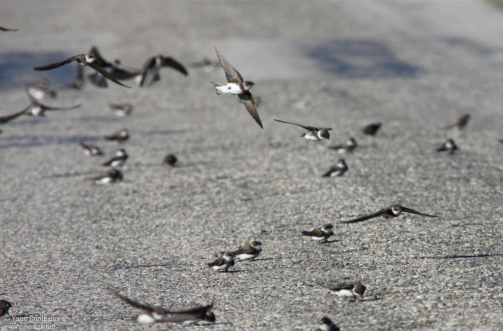 Sand Martin