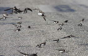 Sand Martin