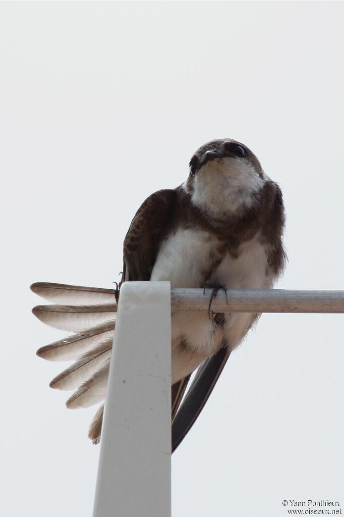 Sand Martin