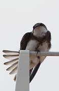 Sand Martin