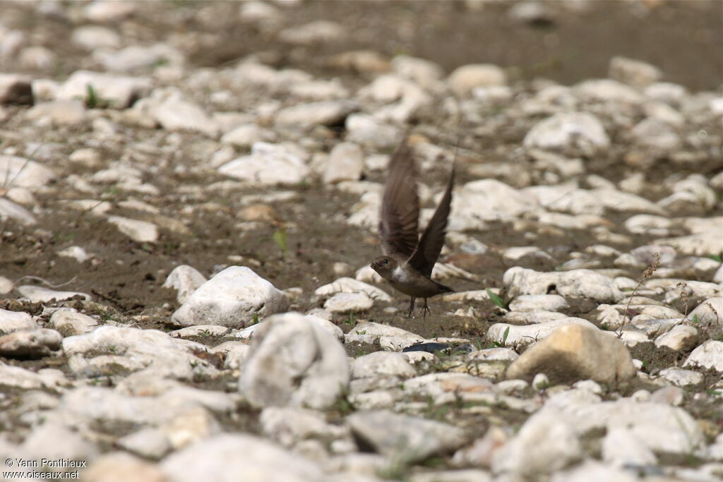 Eurasian Crag Martin