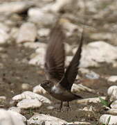 Eurasian Crag Martin