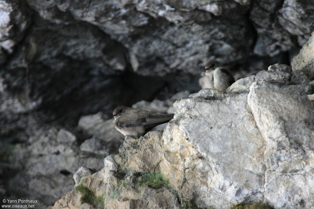 Eurasian Crag Martin