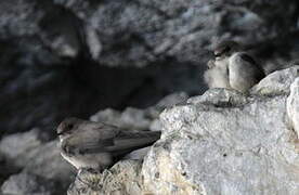 Eurasian Crag Martin