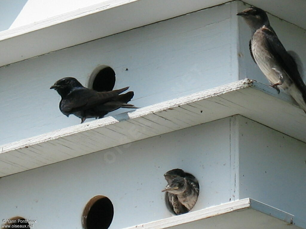 Purple Martin, Reproduction-nesting