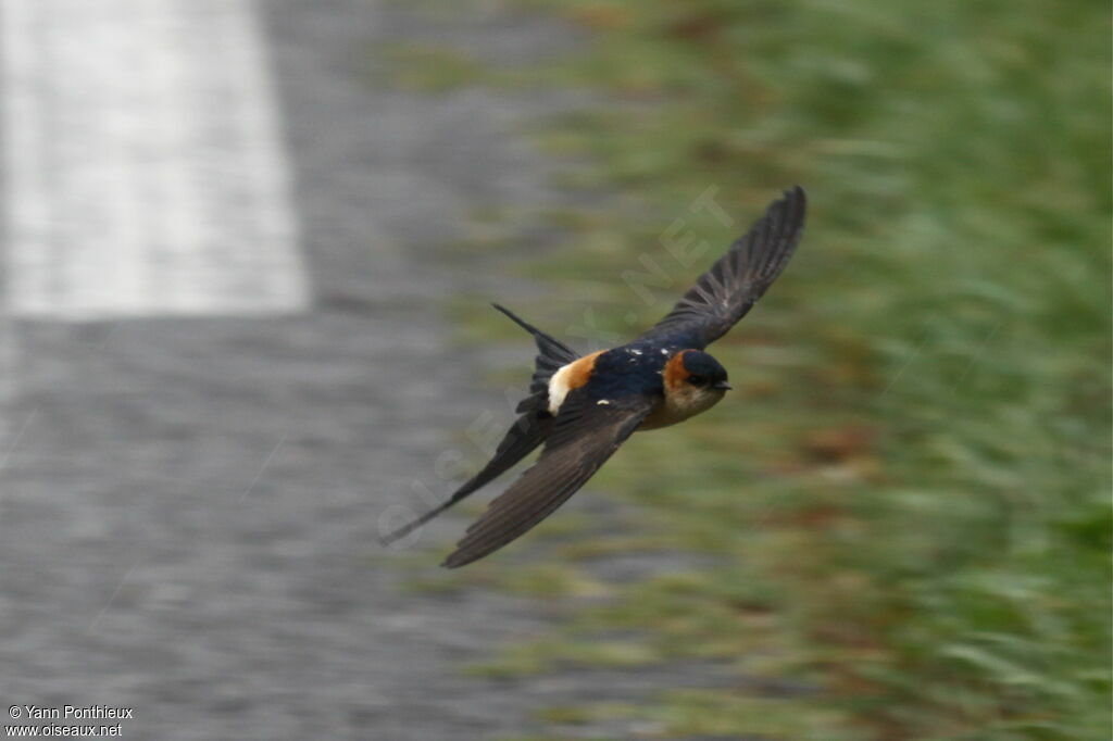 Red-rumped Swallow