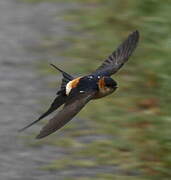 Red-rumped Swallow