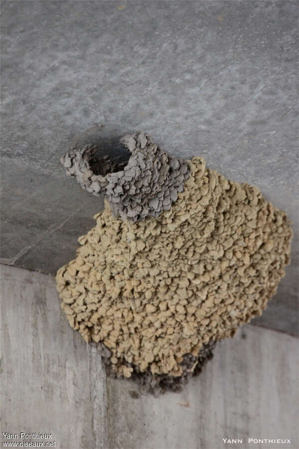 Red-rumped Swallow, Reproduction-nesting