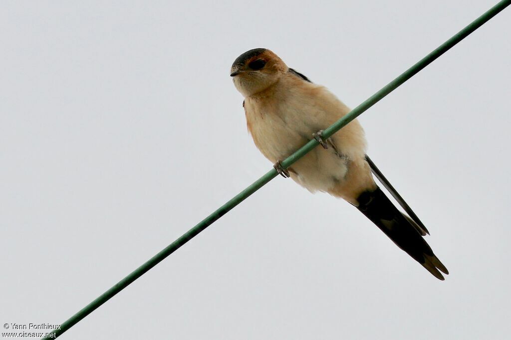 Red-rumped Swallow