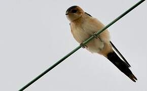 Red-rumped Swallow