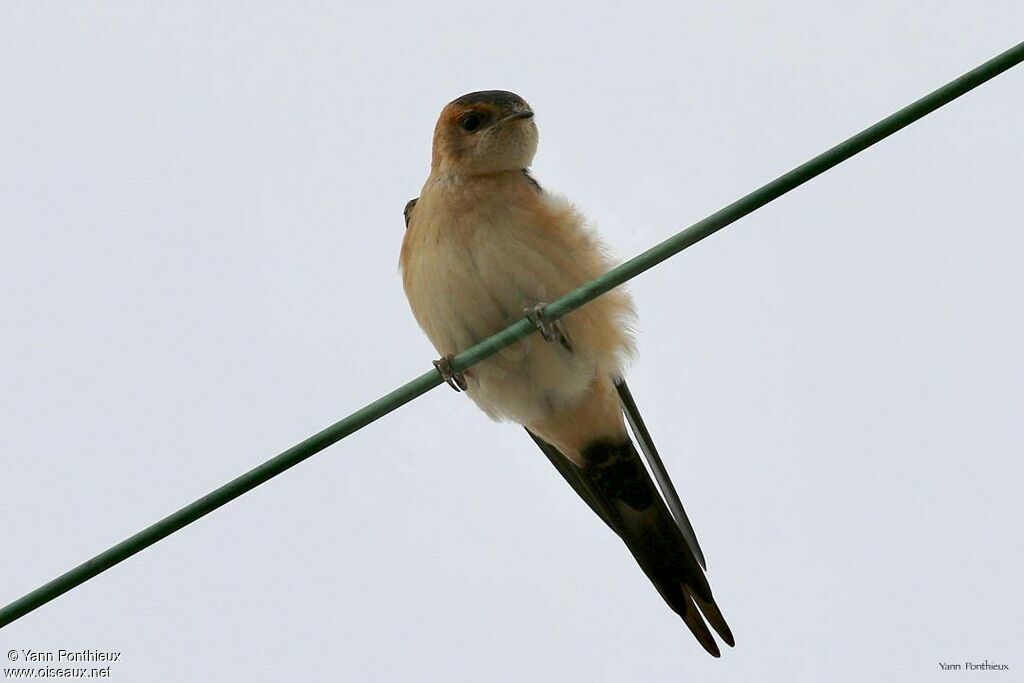 Red-rumped Swallow