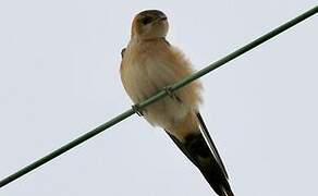 Red-rumped Swallow