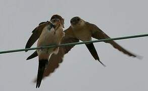 Red-rumped Swallow