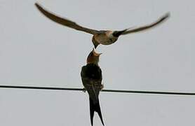 Red-rumped Swallow