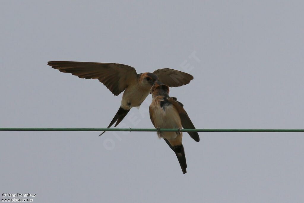 Red-rumped Swallow