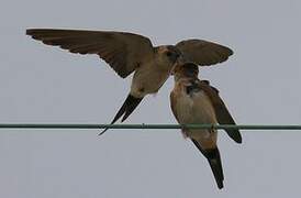 Red-rumped Swallow