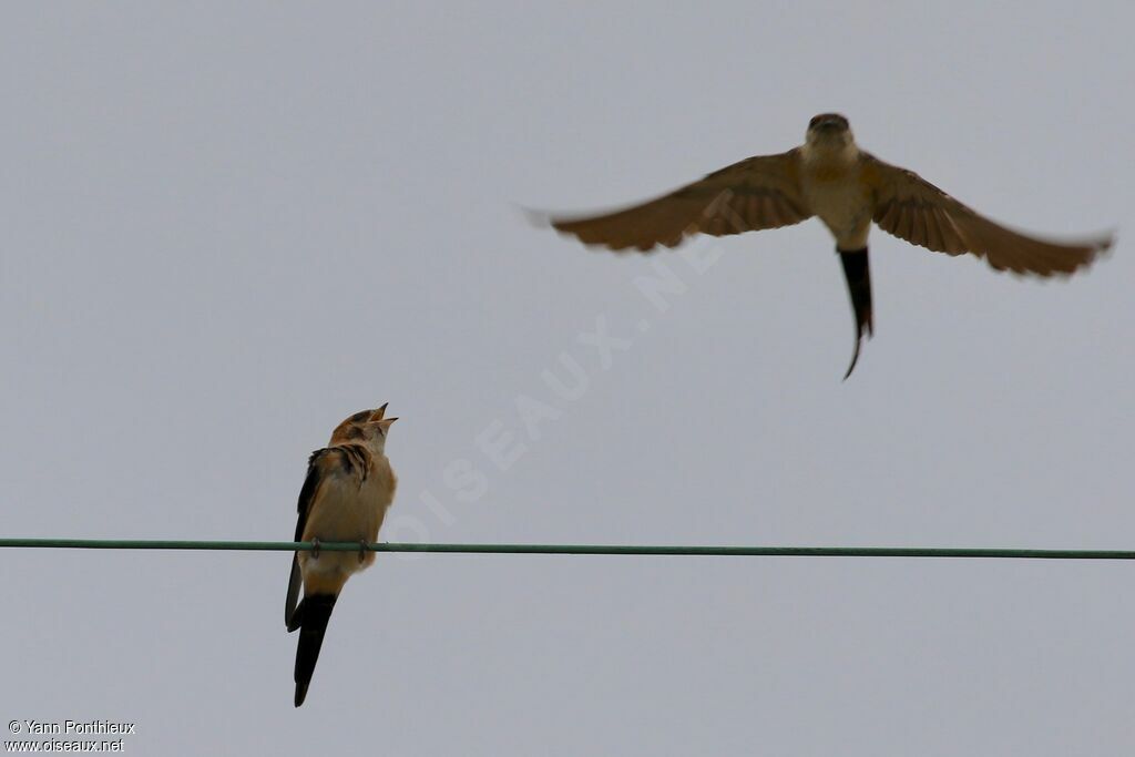 Red-rumped Swallow