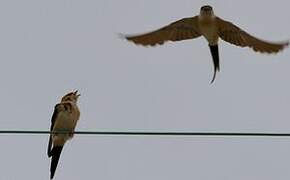 Red-rumped Swallow