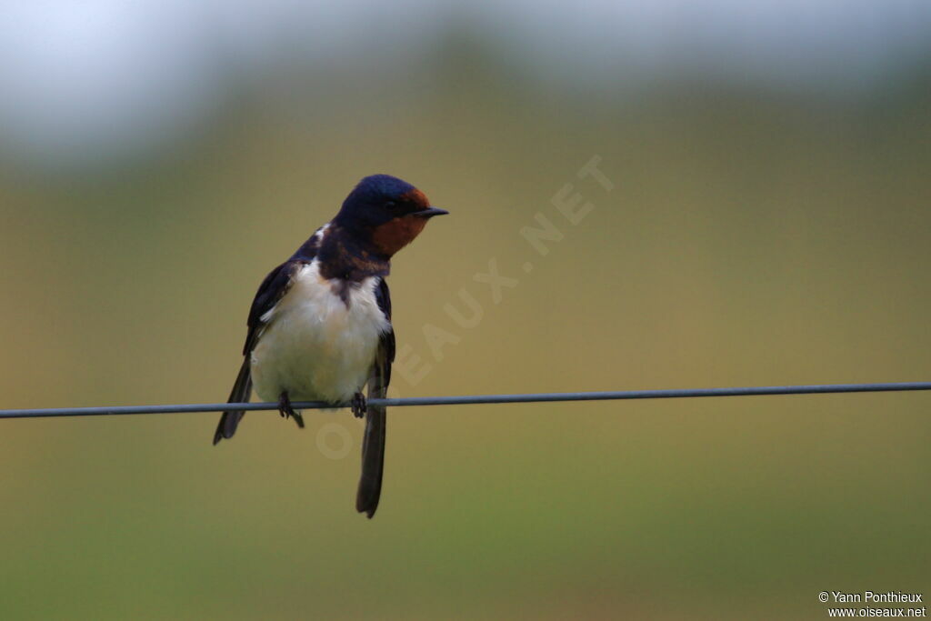 Barn Swallow