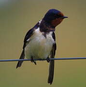 Barn Swallow