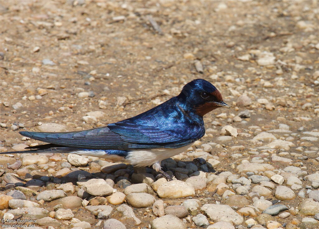 Barn Swallow