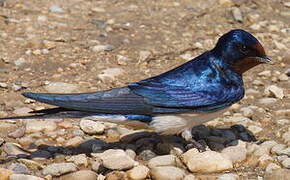 Barn Swallow