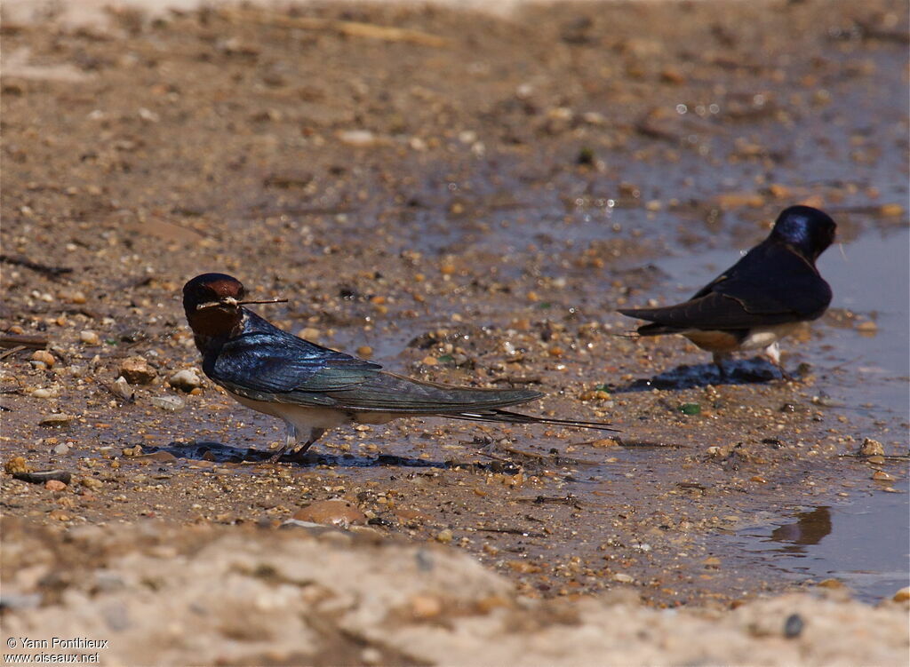 Barn Swallow, Reproduction-nesting