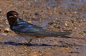 Barn Swallow