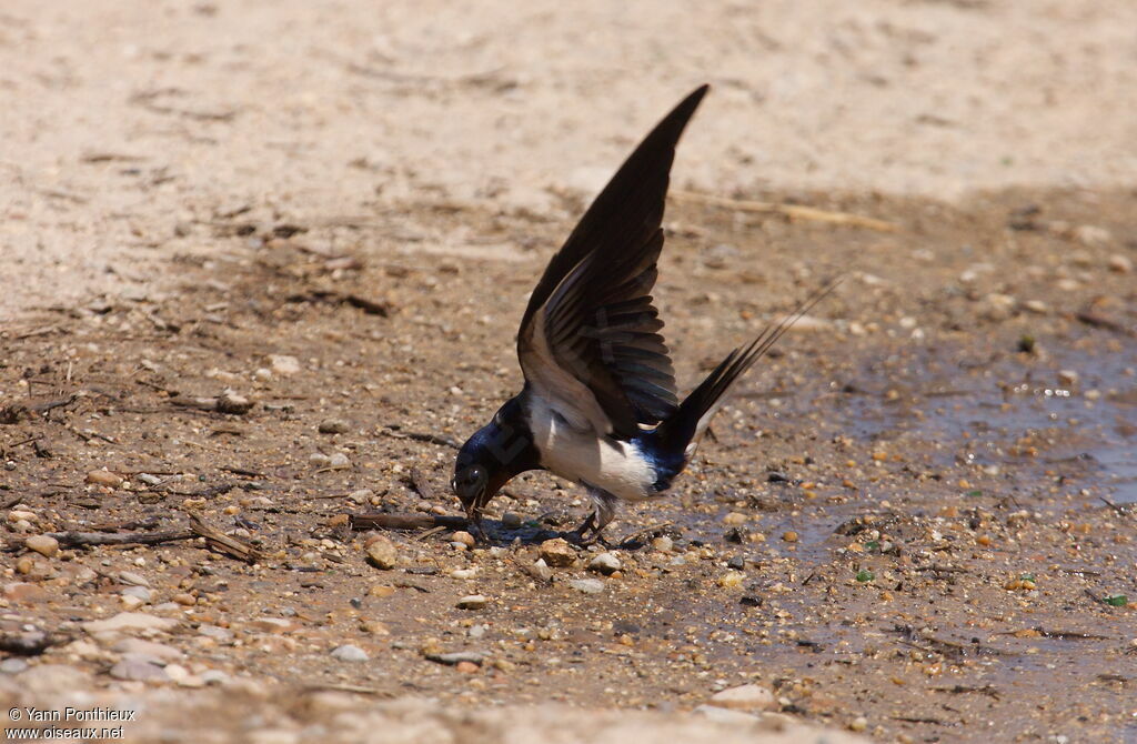 Barn Swallowadult breeding