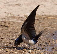 Barn Swallow