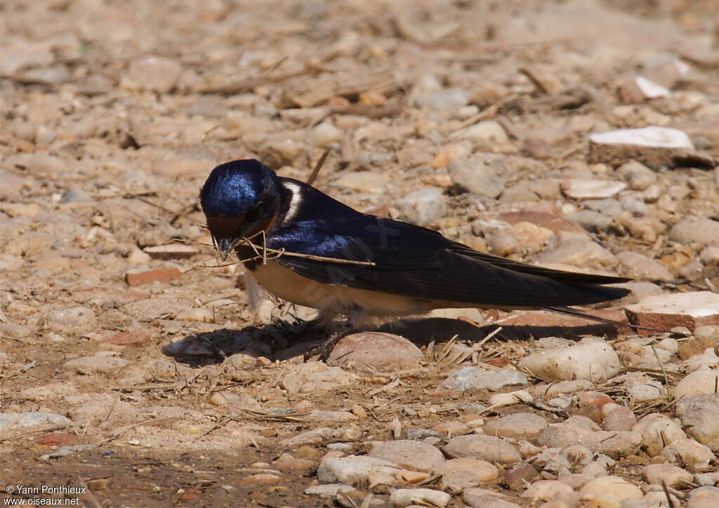 Barn Swallowadult breeding