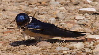 Barn Swallow