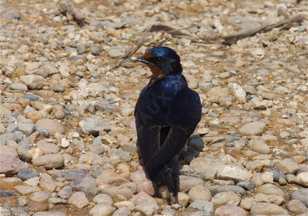 Barn Swallowadult breeding