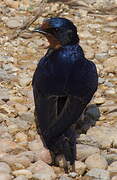 Barn Swallow