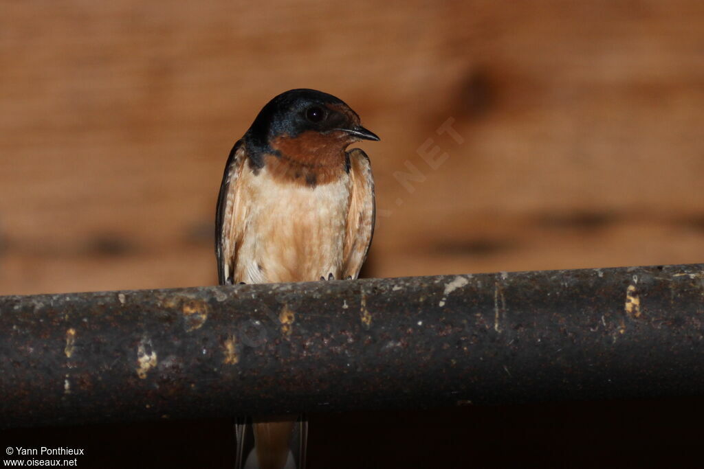 Barn Swallowadult breeding