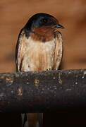 Barn Swallow