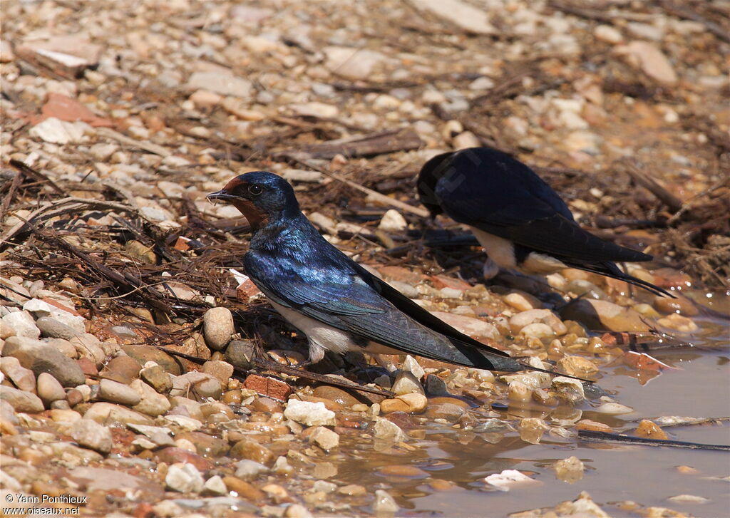 Barn Swallow